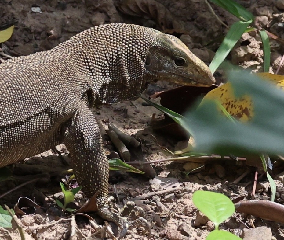 Eine Waran auf dem Boden umgeben von Blättern und Steinen.