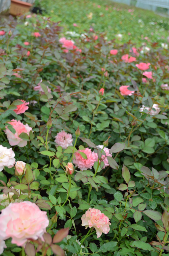 Ein Blumenbeet mit wunderschönen pinken und weißen Rosen zwischen den Pflanzen.