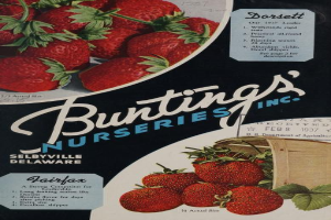 Eine Werbung aus dem Jahr 1937 für Bunting's Nurseries, Inc. mit einem überlaufenden Korb voller reifer, roter Erdbeeren und dem Namen des Unternehmens in fetter, weißer Schrift, vor einem dezenten Farbpalett von Blautönen, Grüntönen und Gelbtönen.