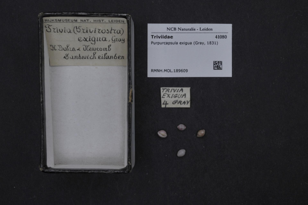 Ein Karton mit einem Etikett steht auf einem Tisch neben einem Dokument, das "Trivia Exigua 4 Gray" beschriftet ist und Text sowie einen Strichcode enthält.