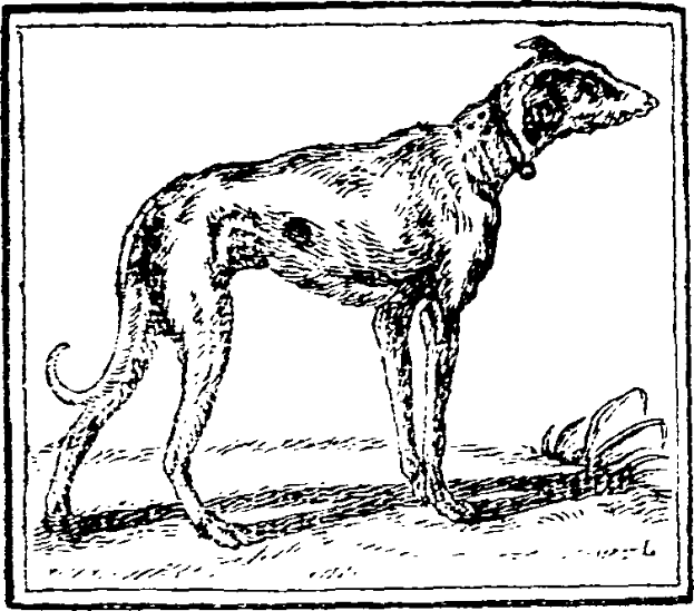 Eine Schwarz-Weiß-Zeichnung eines Greyhounds, der auf dem Boden steht und einen Gürtel um den Hals trägt, mit Text unten im Bild.