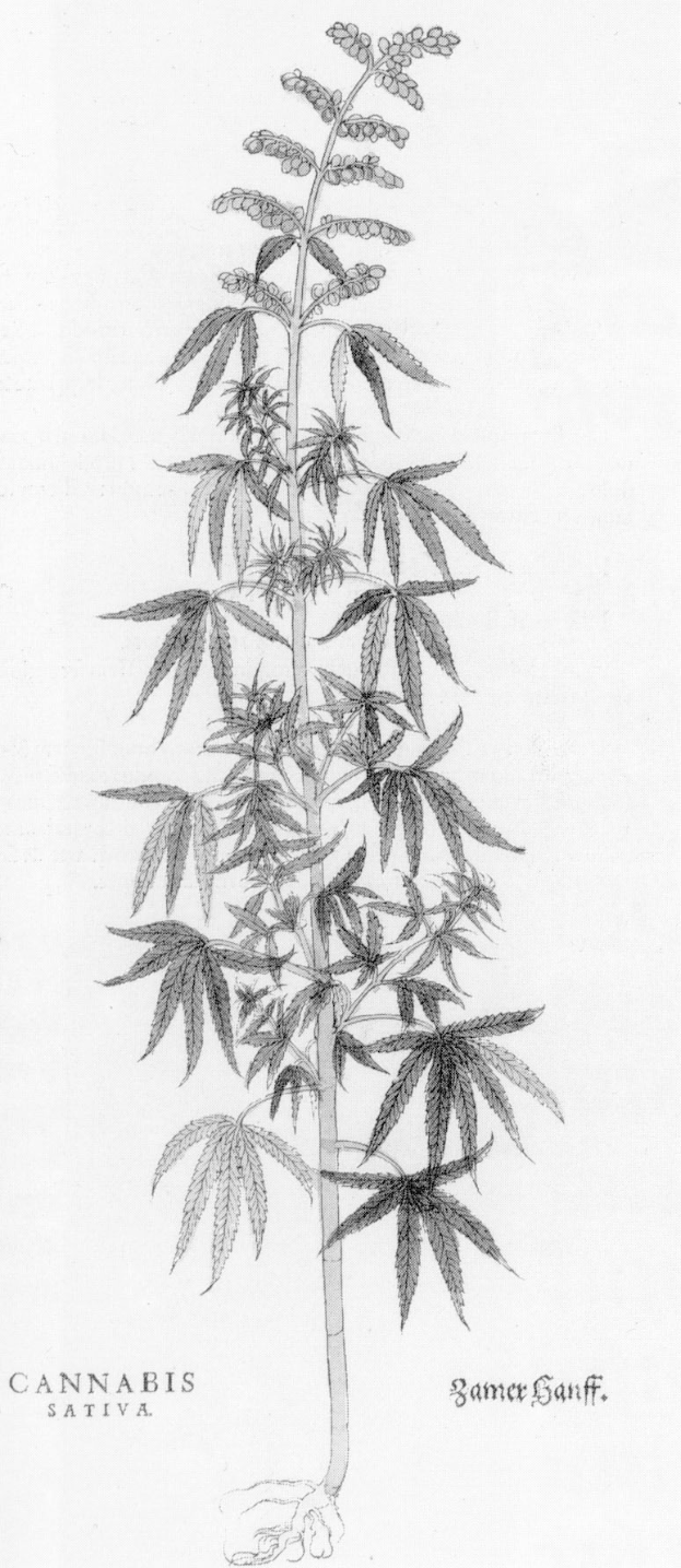 Fast 100 Cannabis-Anbau-Vereine genehmigt in NRW