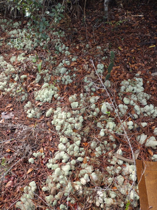 Gebüsch mit moosbedecktem Boden, trockenen Bl├Ąttern, Pflanzen und einem h├Âlzernen Objekt in der rechten unteren Ecke.