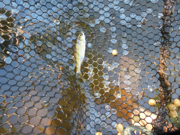 Kleiner Fisch in einem Netz gefangen, das teilweise im Wasser versenkt ist.