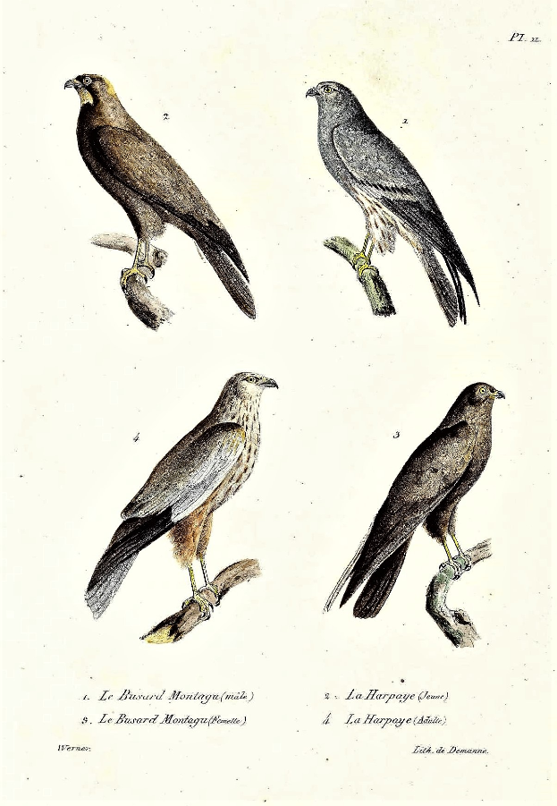 Drei Greifvögel, wahrscheinlich Habichte, sitzen auf einem Ast mit einem Papier darunter, auf dem Wörter und Zahlen geschrieben stehen.