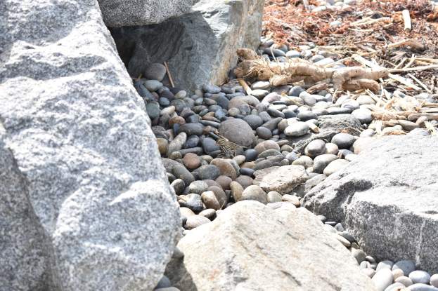 Ein steiniger Strand mit verstreuten Felsen, Kieseln und trockenen Blättern, der eine kleine Eidechse zeigt, die auf einem Felsen im Vordergrund sitzt.