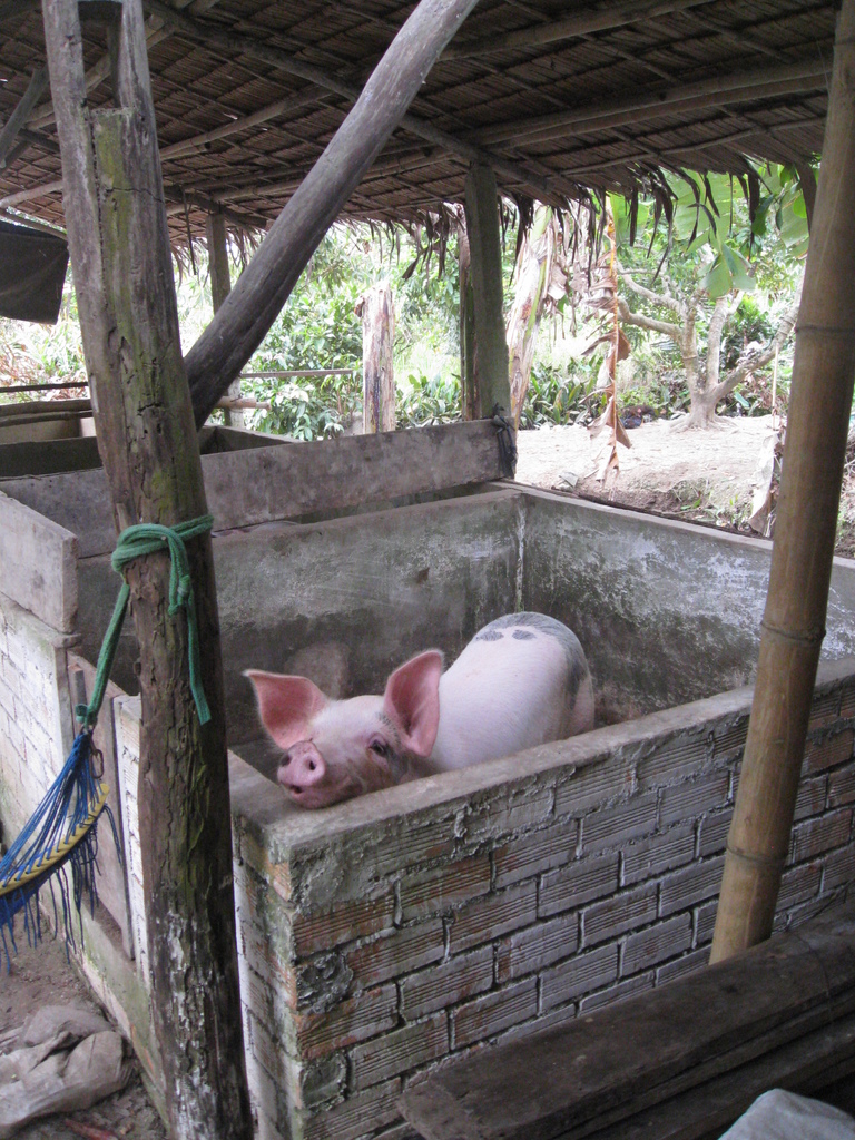 Ein rotes Schwein steht in einer Holzdach-umgebenen Einzäunung.