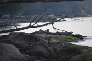 Gruppe von Seehunden, die auf Felsen in der Nähe des Wassers ruhen, mit einem Baumast im Vordergrund und Bäumen im Hintergrund.