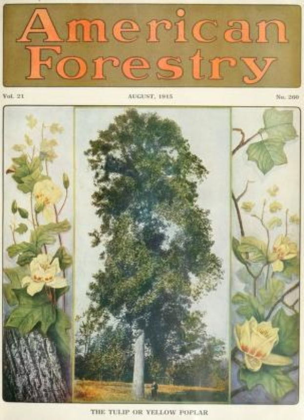 Titelbild der *American Forestry Magazine*, August 1915, mit leuchtenden Illustrationen von Bäumen, Blumen und Laub.