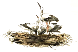 Ein detailliertes gemälde von zwei storken, die auf einem nest aus zweigen und gras stehen, mit langen hälsen und schnäbeln vor einem weißen Hintergrund.